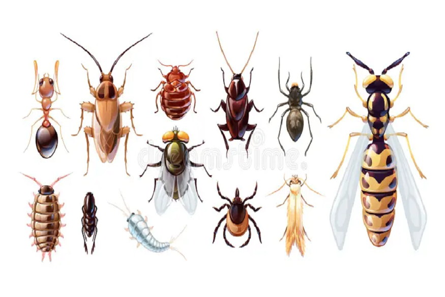 Common Pest Control
