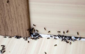 Bug-Proof Your House