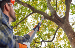 tree service