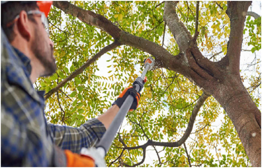 tree service